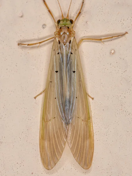 Adult Caddisfly Insect Genus Synoestropsis — Stock Photo, Image