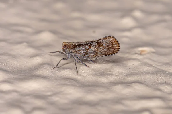 Dorosły Mały Planthopper Rodziny Cixiidae — Zdjęcie stockowe