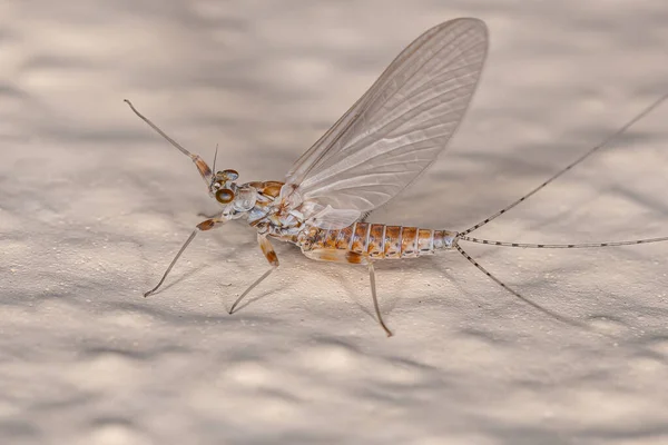 Ενηλίκων Female Prong Gilled Mayfly Της Οικογένειας Leptophlebiidae — Φωτογραφία Αρχείου