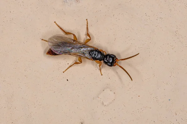 Ausgewachsene Flachwespe Der Familie Bethylidae — Stockfoto