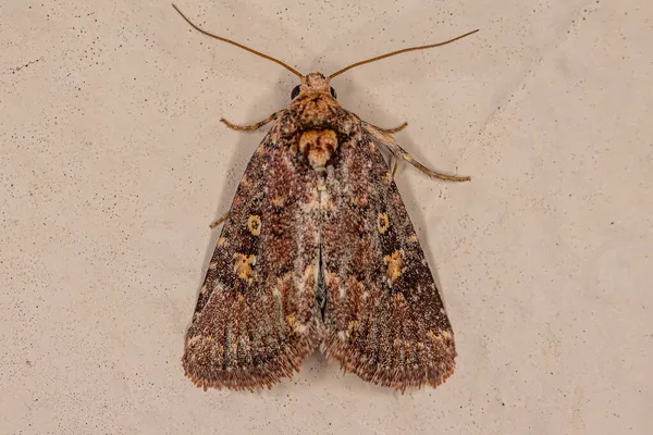 Cutworm Adulto Traça Família Noctuidae — Fotografia de Stock