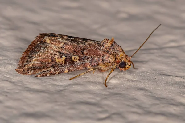 Adult Cutworm Moth Family Noctuidae — Stock Photo, Image