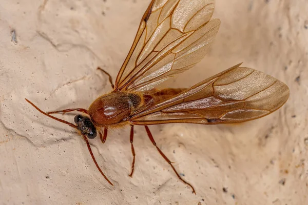 Mrówka Skrzydlata Dorosła Podrodziny Dorylinae — Zdjęcie stockowe