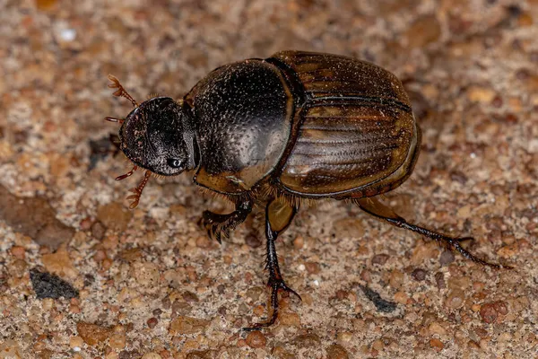 Gazela Adulta Escaravelho Espécie Digitonthophagus Gazella — Fotografia de Stock