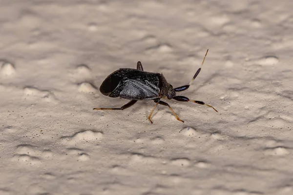 Dospělí Černí Rostlinní Brouci Čeledi Miridae — Stock fotografie