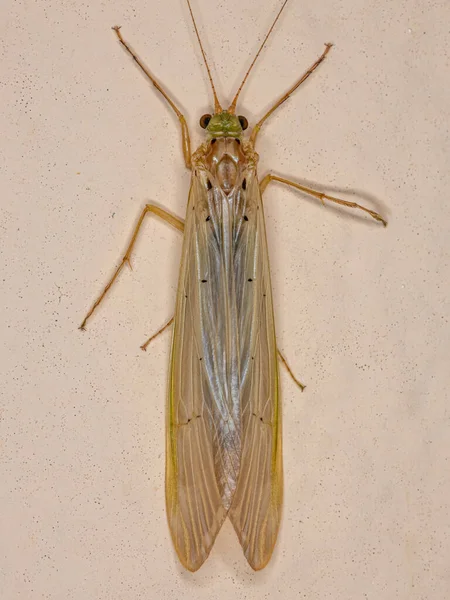 Insecto Caddisfly Adulto Del Género Sinopsis — Foto de Stock