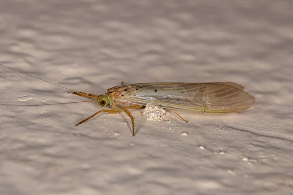 Adult Caddisfly Hmyz Rodu Synoestropsis — Stock fotografie