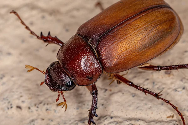 Ενηλίκων June Beetle Της Υποοικογένειας Melolonthinae — Φωτογραφία Αρχείου