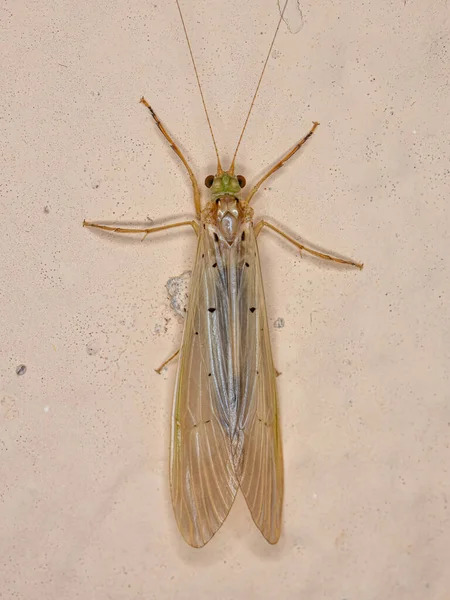 Adult Caddisfly Insekt Släktet Synoestropsis — Stockfoto