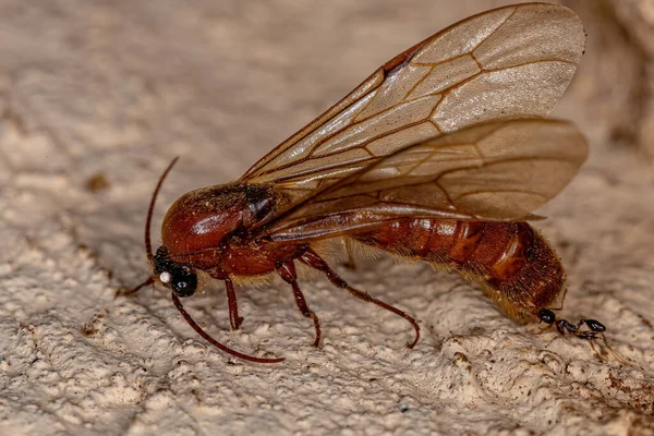 Adult Male Winged Ant Subfamily Dorylinae — Stock Photo, Image