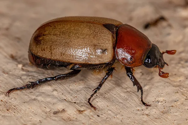 Scarabaeidae Ailesinden Yetişkin Kahverengi Scarab — Stok fotoğraf
