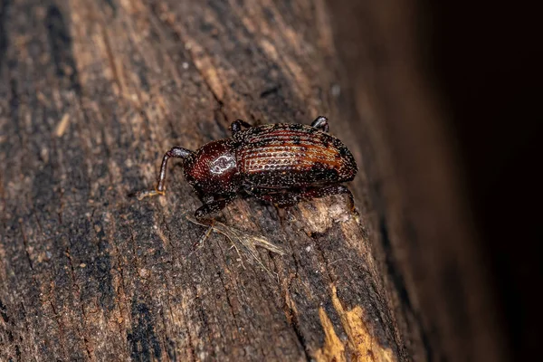 Dorosły Prawdziwy Weevil Rodziny Curculionidae — Zdjęcie stockowe