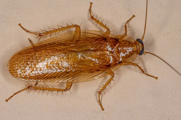 Adult Wood Cockroach Family Ectobiidae — Stock Photo, Image