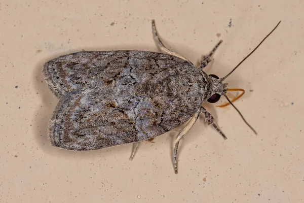 Ενηλίκων Black Olive Caterpillar Moth Του Είδους Garella Nilotica — Φωτογραφία Αρχείου