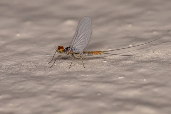 Ενηλίκων Αρσενικό Mayfly Της Οικογένειας Baetidae — Φωτογραφία Αρχείου