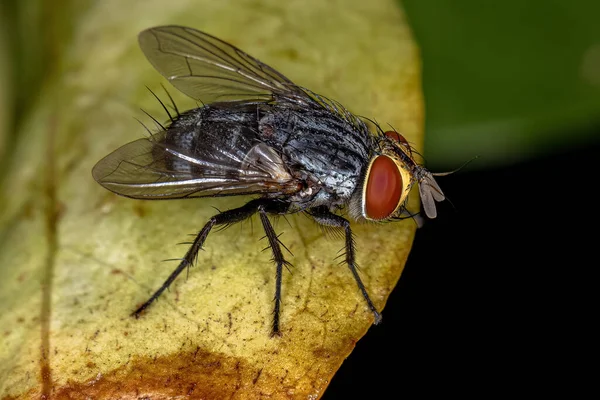 Adulte Borstenfliegen Der Familie Tachinidae — Stockfoto