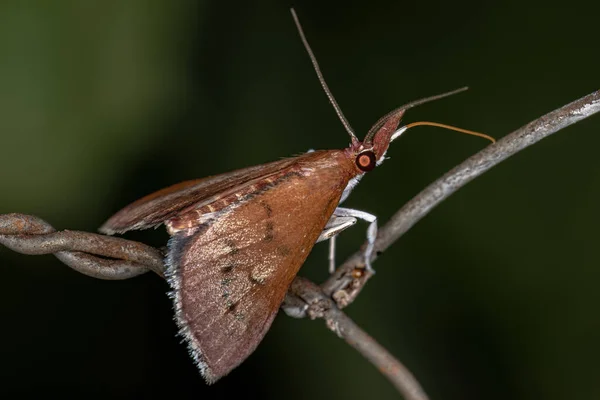 Pyrausta Argentalis Een Vlinder Uit Familie Van Grasmotten Crambidae — Stockfoto