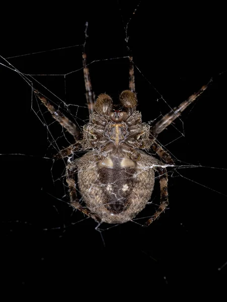 Pequena Aranha Orbweaver Família Araneidae — Fotografia de Stock
