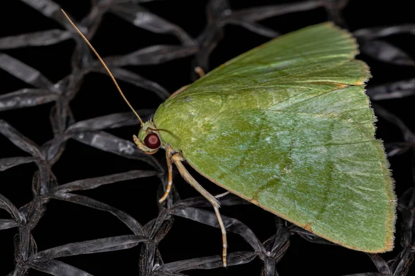 Adulto Underwing Traça Gênero Eulepidotis — Fotografia de Stock