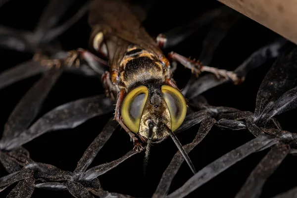 Sand Loving Wasp För Vuxna Släktet Tachytes — Stockfoto