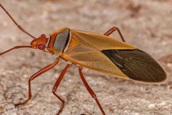 Adult Cotton Stainer Bug Släktet Dysdercus — Stockfoto