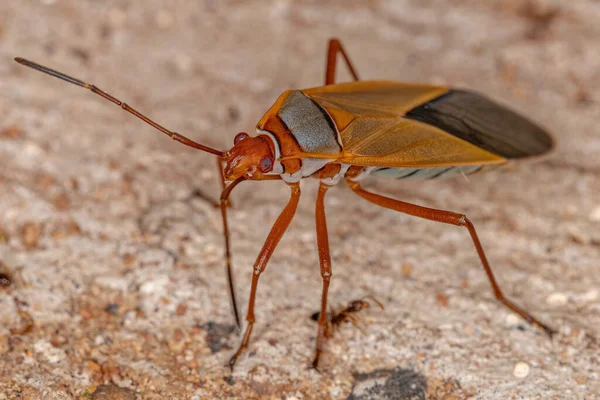 Adult Cotton Stainer Bug Genus Dysdercus — Stock Photo, Image