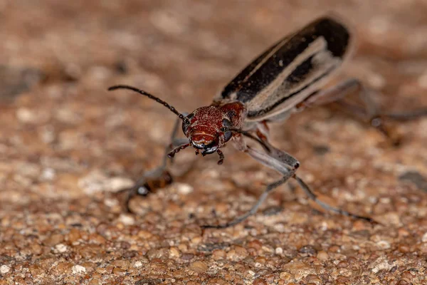 Burning Blister Beetle Genus Epicauta — Stock fotografie