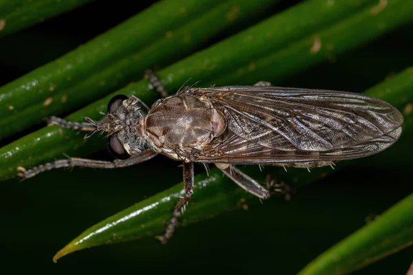 Adult Robber Mosca Familia Asilidae —  Fotos de Stock