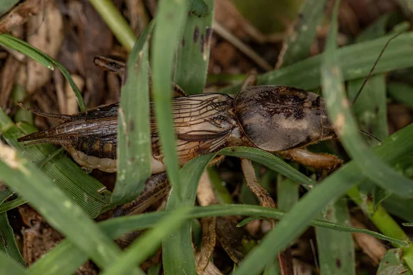 Adult Mole Cricket of the Family Gryllotalpidae