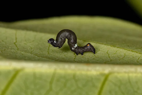 Pequena Larva Borboleta Ordem Lepidoptera — Fotografia de Stock