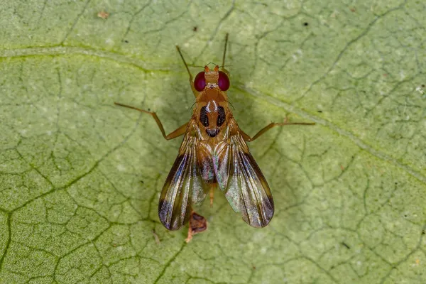 Adult Druid Fly Family Clusiidae — Stock Photo, Image
