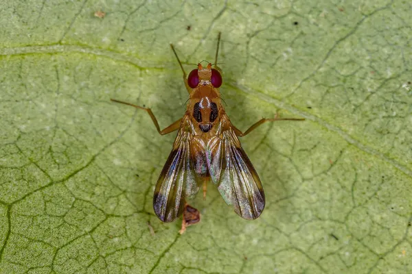 Clusiidae Ailesinin Yetişkin Druid Sineği — Stok fotoğraf