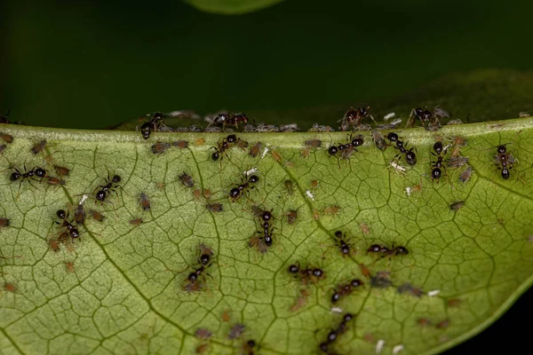Petits Pucerons Insectes Famille Des Aphididae Adultes Fourmis Grosse Tête — Photo