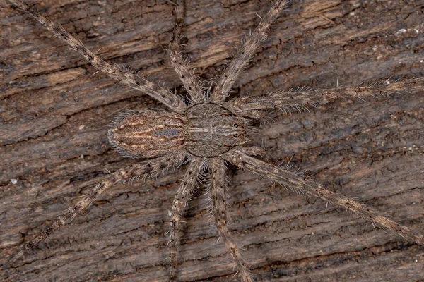 Adult Trechaleid Spider Της Οικογένειας Trechaleid — Φωτογραφία Αρχείου