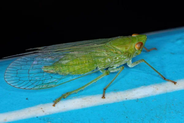 Adult Green Dictyopharid Planthopper Insect Family Dictyopharidae — стокове фото