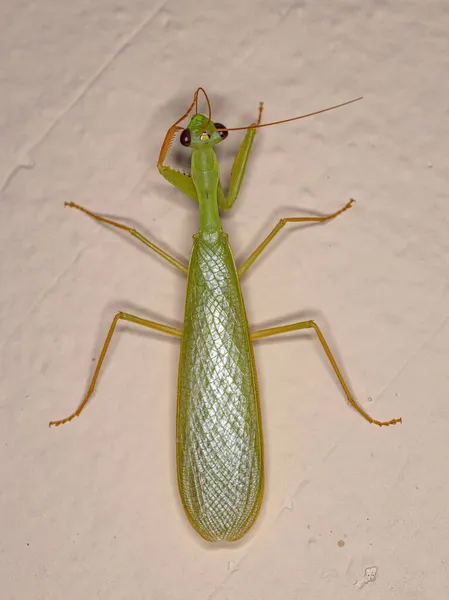 Photinaid Verde Adulto Mantis Della Tribù Photinaini — Foto Stock