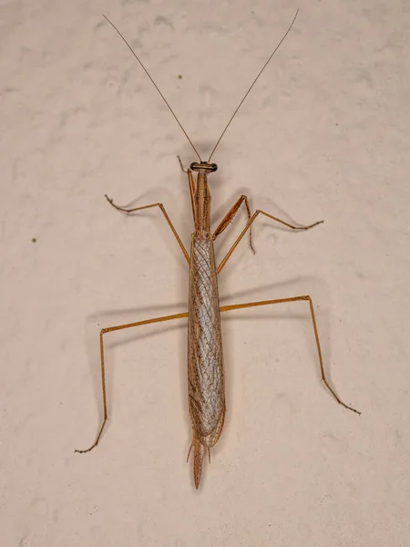 Adult Thespid Mantis Family Thespidae — Stock Photo, Image