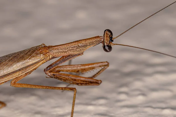 Adult Thespid Mantis Family Espidae — 스톡 사진