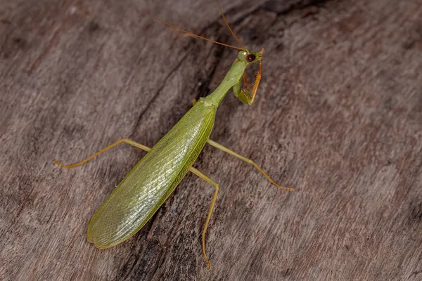 Erwachsene Grüne Photinaid Gottesanbeterin Des Stammes Photinaini — Stockfoto