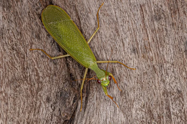 Adult Green Photinaid Mantis Tribe Photinaini — стокове фото