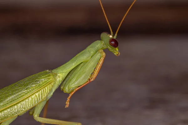 萤火虫成虫的成虫绿萤火虫 — 图库照片