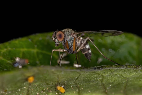 Dospělý Snipe Fly Čeledi Rhagionidae — Stock fotografie