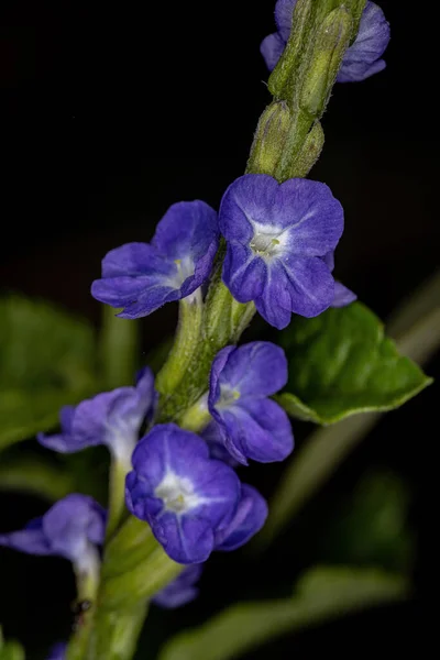 Tür Rattail Bitki Çiçekleri Stachytarpheta Cayennensis — Stok fotoğraf