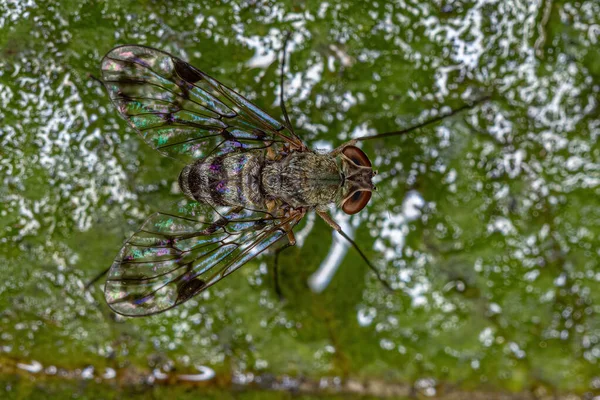 Mosca Adulta Familia Rhagionidae —  Fotos de Stock