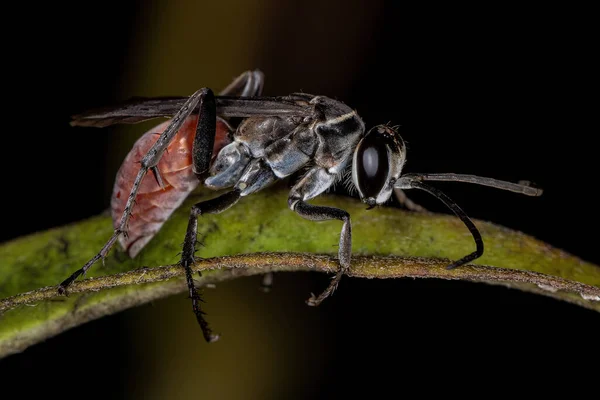 Guêpe Araignée Adulte Famille Pompilidae — Photo