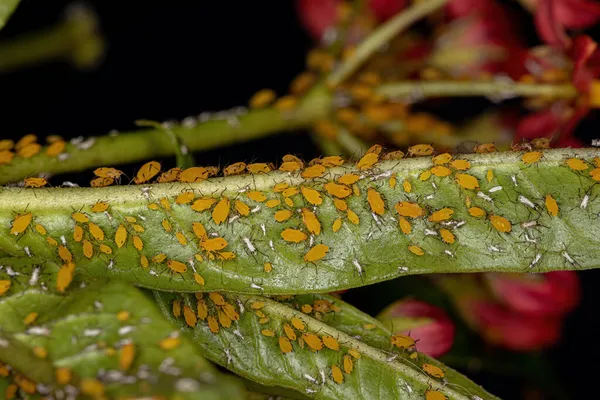 Små Bladlöss Insekter Familjen Aphididae — Stockfoto