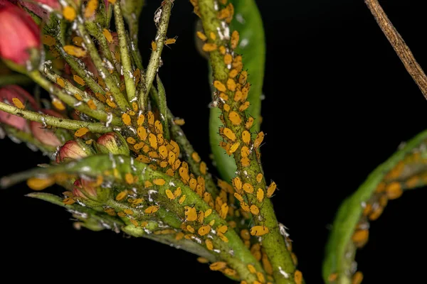 Små Bladlöss Insekter Familjen Aphididae — Stockfoto