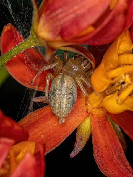 Small Jumping Spider Genus Chira — Stock Photo, Image
