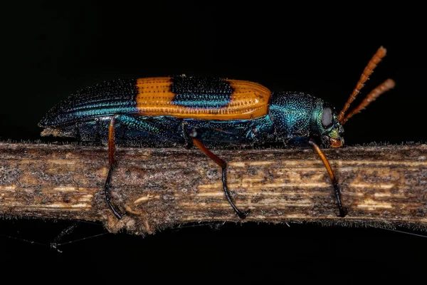 Escarabajo Darkling Adulto Del Género Strongylium —  Fotos de Stock