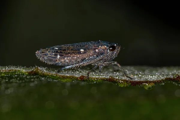 Cicadellini Kabilesinin Tipik Yetişkin Keskin Nişancısı — Stok fotoğraf